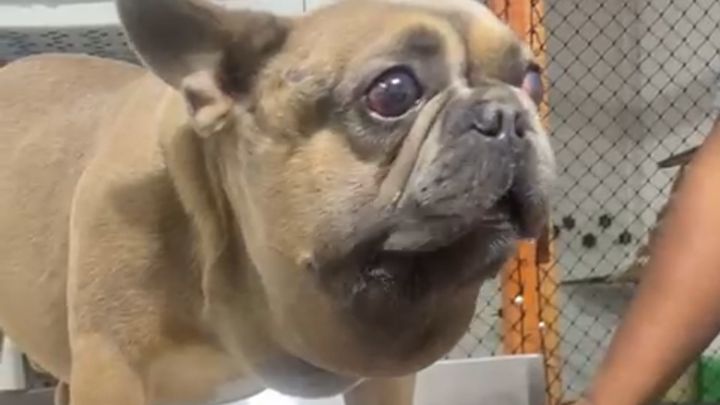 Help me save LUX’s life. he needs surgery urgently campaign photo, 1 of 4