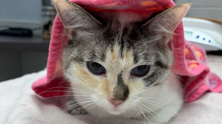Help cover Maple’s vet bill campaign photo, 1 of 5