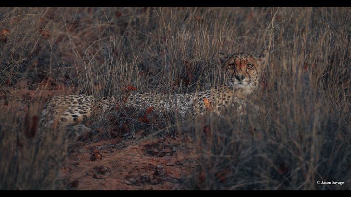 Cheetah Conservation Collars and Honouring Two Brothers. campaign photo, 1 of 4