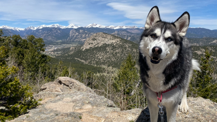 Help Lander Recover from Pancreatitis campaign photo, 1 of 8