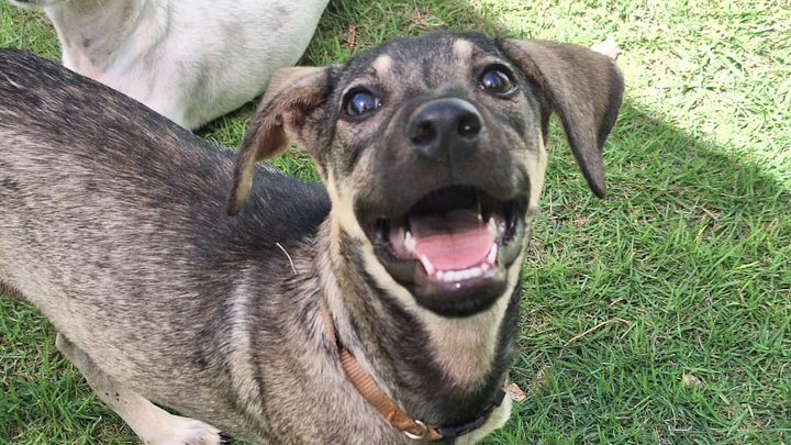 Help Luna fly home to love campaign photo, 1 of 8