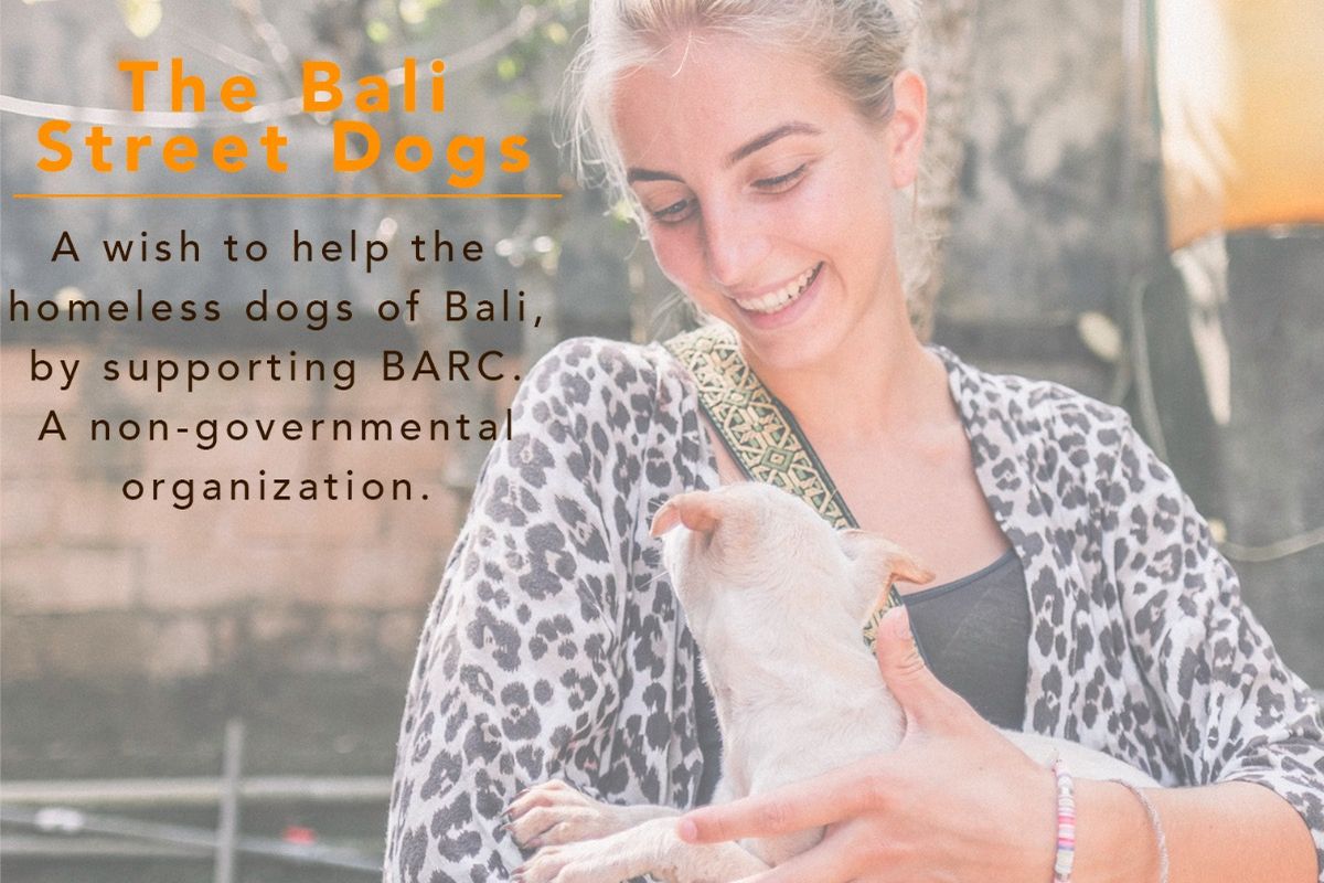 ID-merker for hunder er bra (men ikke bra) for sikkerheten | Tractive, image size:1200x800