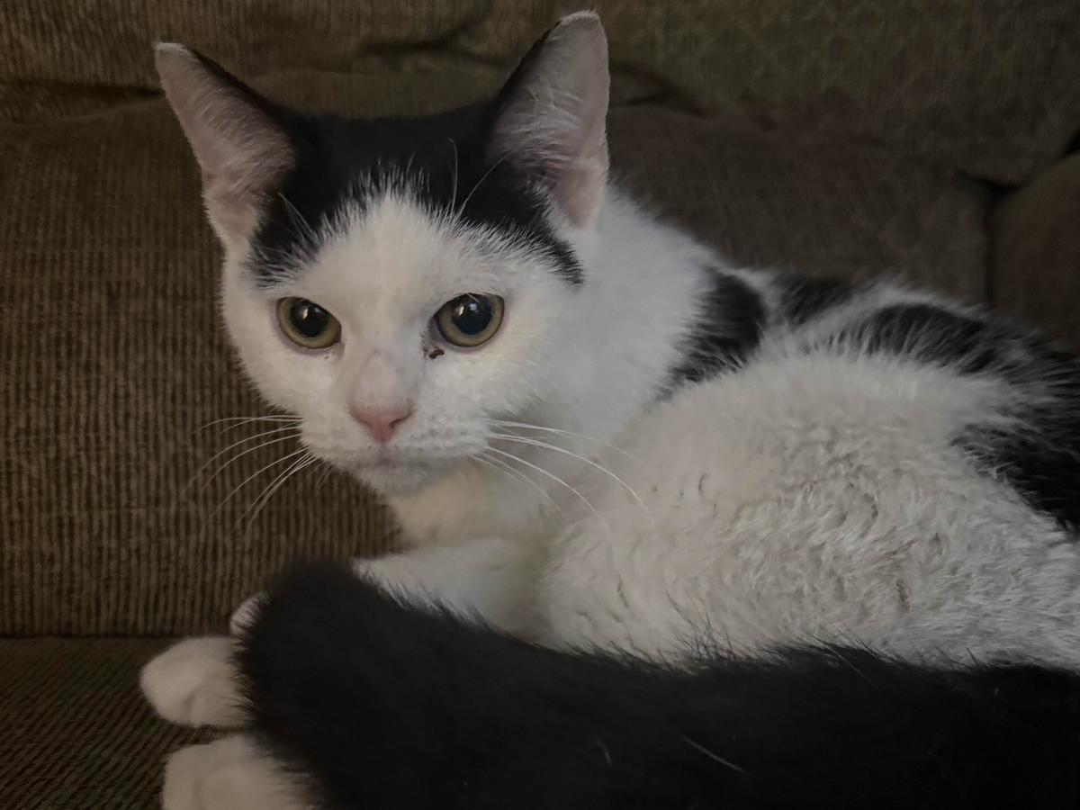 Fundraiser by Stephen Rupp : Kirby's Kitty Cat Knee Replacement