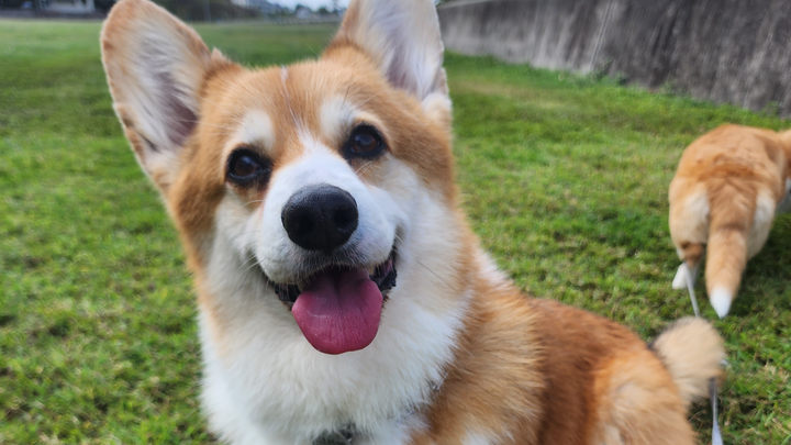 Ellie's Surgery campaign photo, 1 of 3
