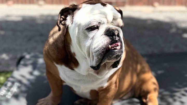 Help Hercules With Ongoing Cancer Care campaign photo, 1 of 11