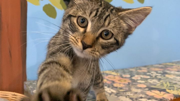 Help Build Bajah’s Rescue & Save More Cats