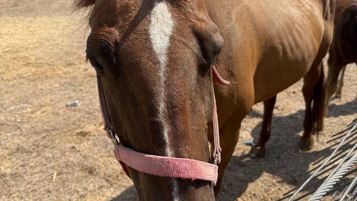 Help Bring Meche Home and Buy Her Freedom campaign photo, 1 of 5