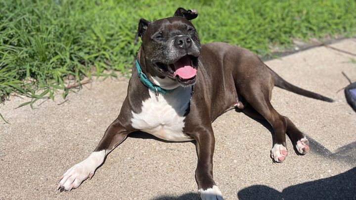 Help John McClane Heal & Find His Forever Home campaign photo, 1 of 8
