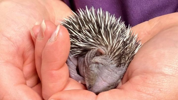 Building a Hedgehog Haven - Midlothian Hedgehog Rescue campaign photo, 1 of 7