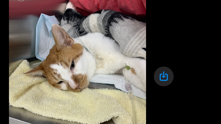 Help Bug Get Lifesaving Care campaign photo, 1 of 7