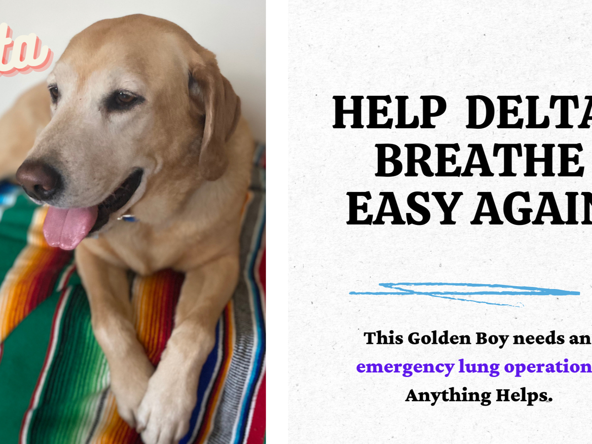 Fundraiser by Michele Murtaugh Help Delta Breathe Easy Again