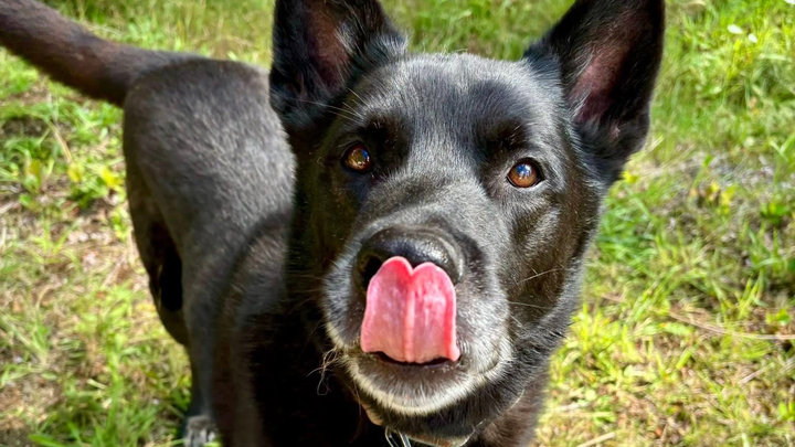 Support Tia, Parker & Jayce after losing their pup campaign photo, 1 of 2