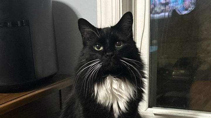 Help Jack the Cat Get His Dental Surgery campaign photo, 1 of 8