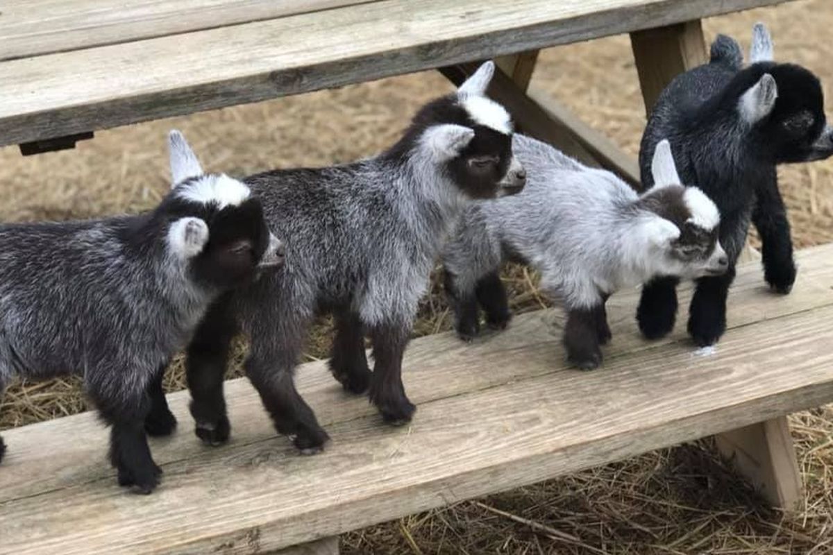 Pygmy Goat - Lehigh Valley Zoo