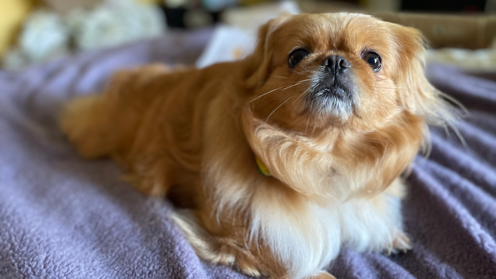 Help Little Paws Big Hearts Save Lives campaign photo, 1 of 3