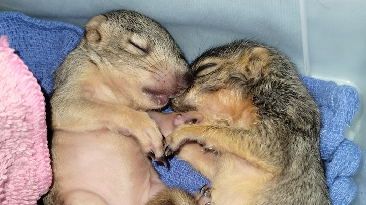 Keep Our Wildlife Rehab Center Open campaign photo, 1 of 3