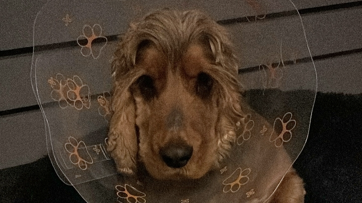 PLEASE HELP WITH FINN’S VETERINARY COSTS campaign photo, 1 of 3