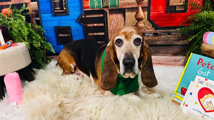 Aid for Dudley’s Emergency Vet Visit campaign photo, 1 of 7
