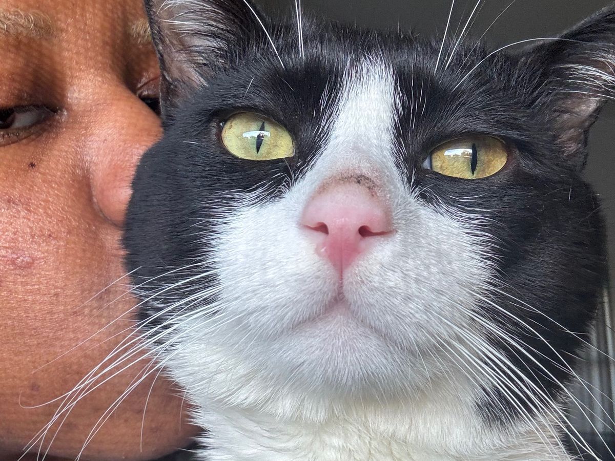 Help My Cat Get Lifesaving Care campaign photo, 1 of 6