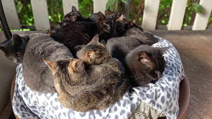 Tanti gattini da salvare in una terra come la Sicilia campaign photo, 1 of 4