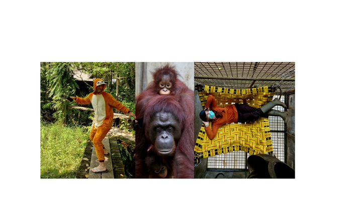 Bouncing around Borneo campaign photo, 1 of 3