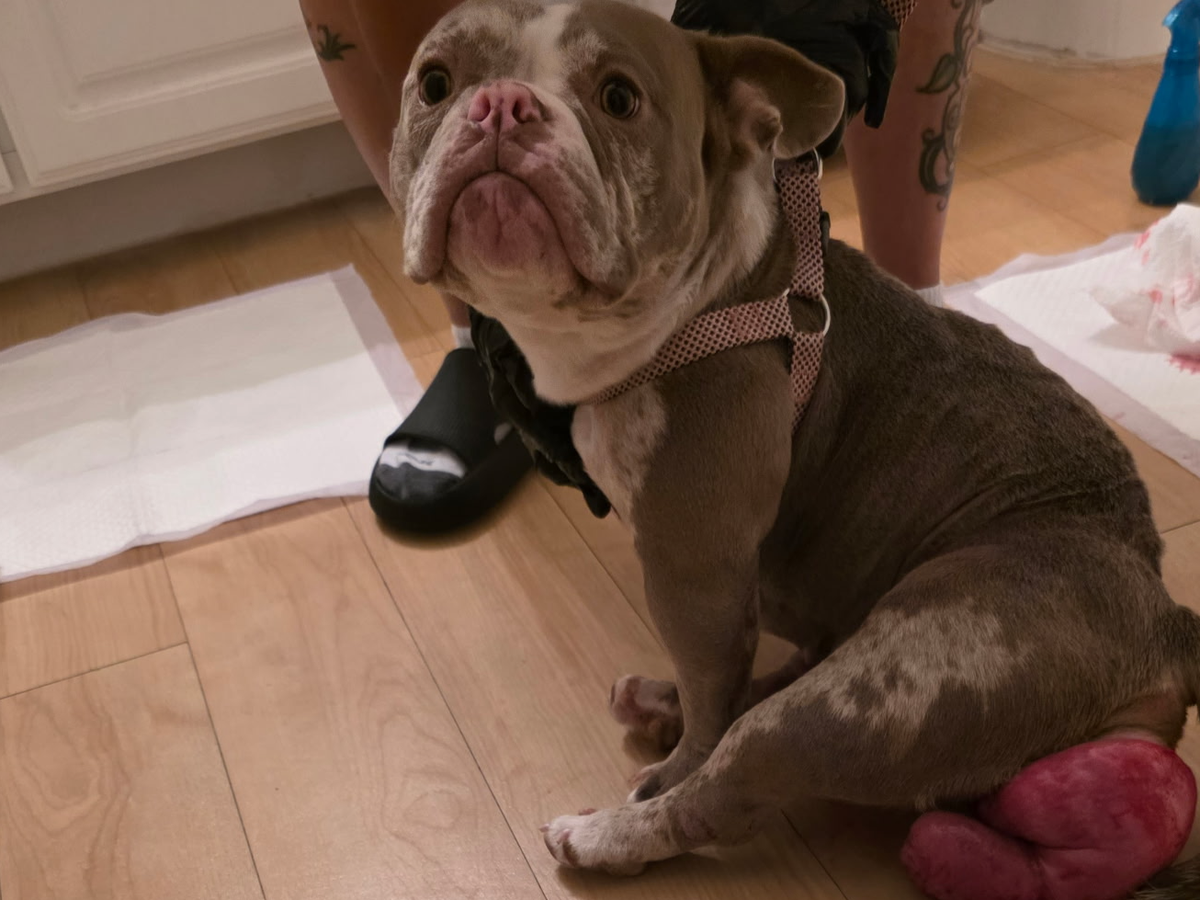 Marley Needs Surgery ASAP: Please Help campaign photo, 1 of 8
