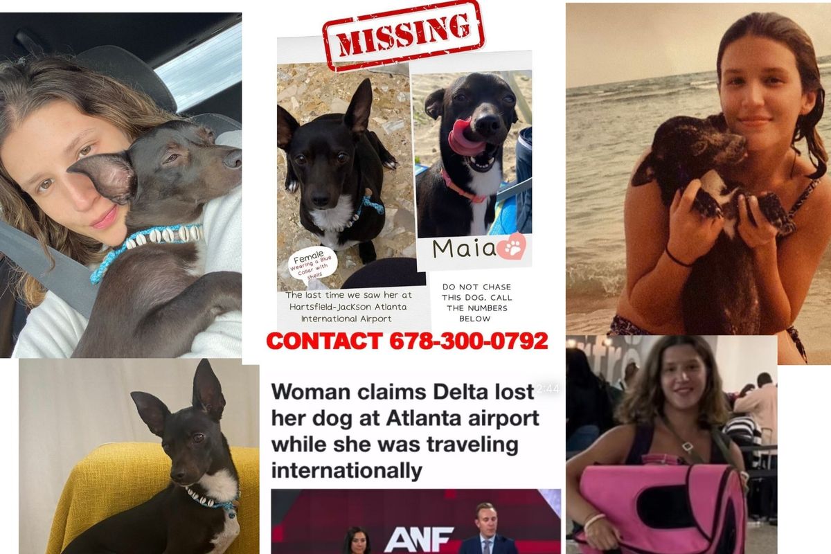 Delta Airlines looking for dog lost at Atlanta airport in August