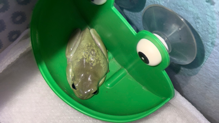 Help Zucchini the Frog Get the Right Treatment campaign photo, 1 of 7