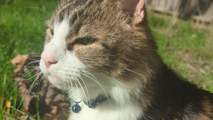 Help Oliver the Kitty Get Life-Saving Surgery campaign photo, 1 of 7