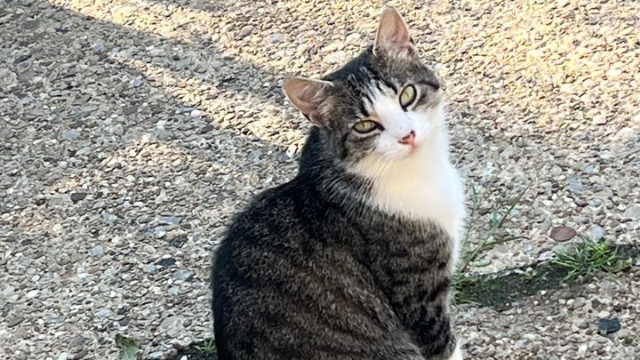 Help Our Stray Kitty Become a Loved House Cat campaign photo, 1 of 7