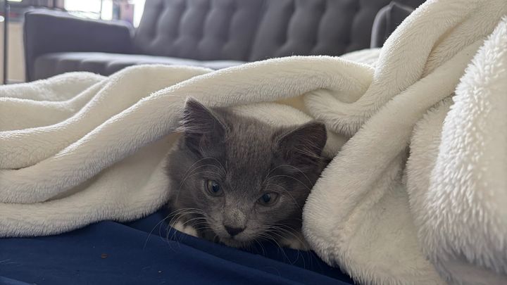 Support Koda’s Cats: Vet Visits and Spaying campaign photo, 1 of 8