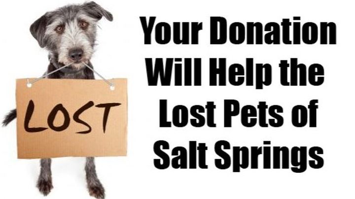 Help Salt Springs Reunite Lost Pets campaign photo, 1 of 2