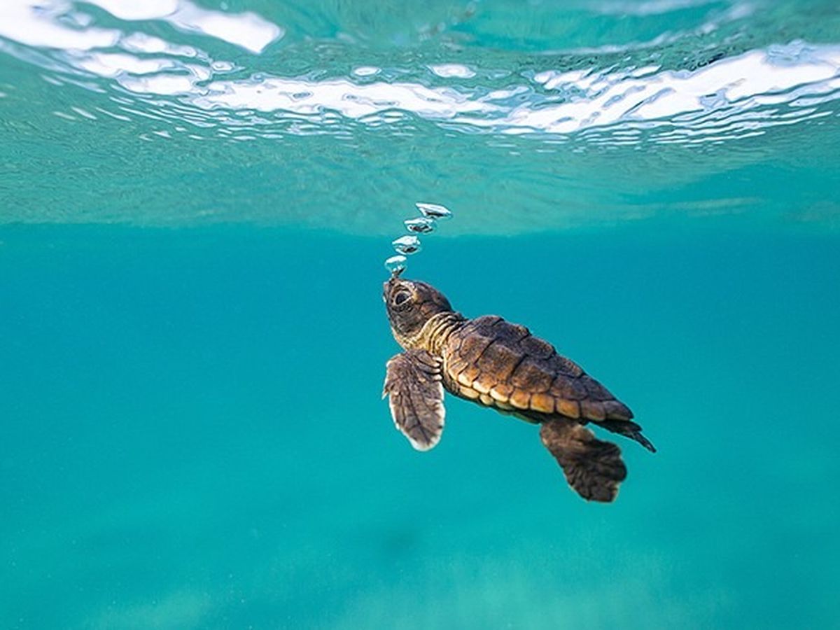 Fundraiser by Costanza Manes : My Half Marathon for the Sea Turtle  Conservancy!
