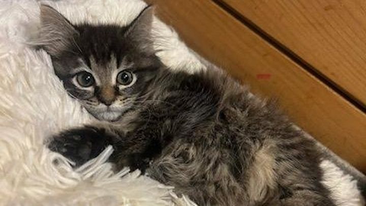 Support Only Maine Coons Rescue's Vital Work campaign photo, 1 of 7
