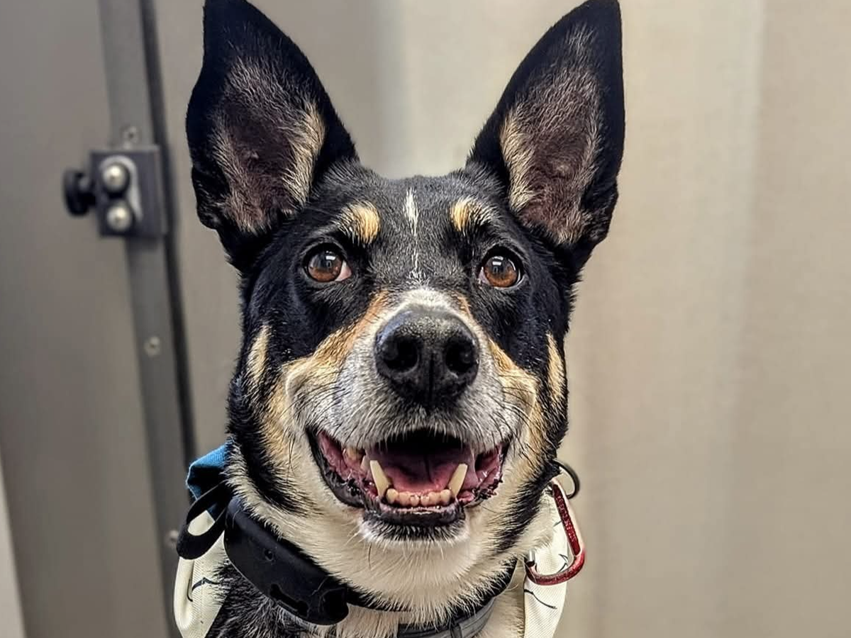 Help Eloise have the happiest and healthiest senior years! campaign photo, 1 of 8