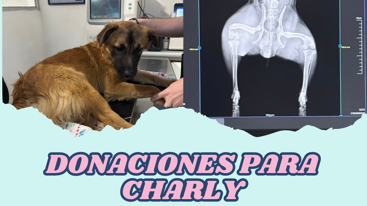 Ayudemos a Charly, un perrito callejero que fue atropellado campaign photo, 1 of 3