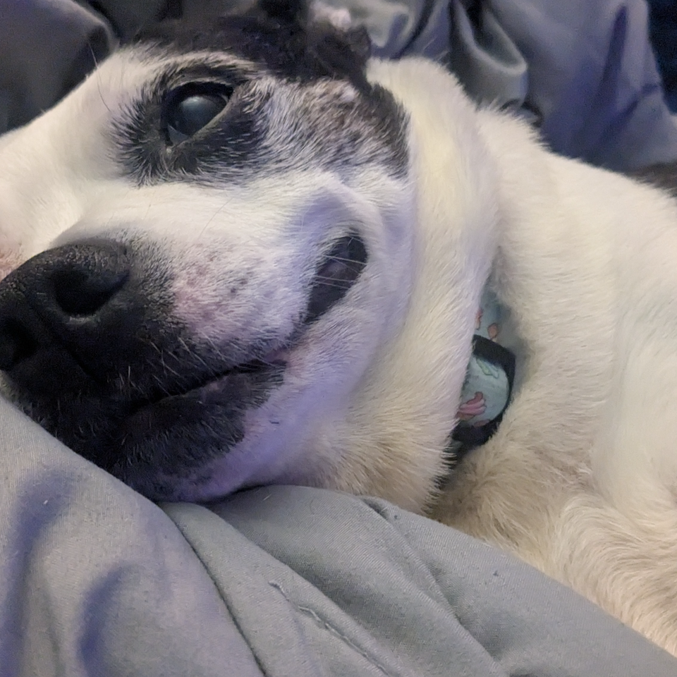 Help Bella Get Life-Saving Surgery