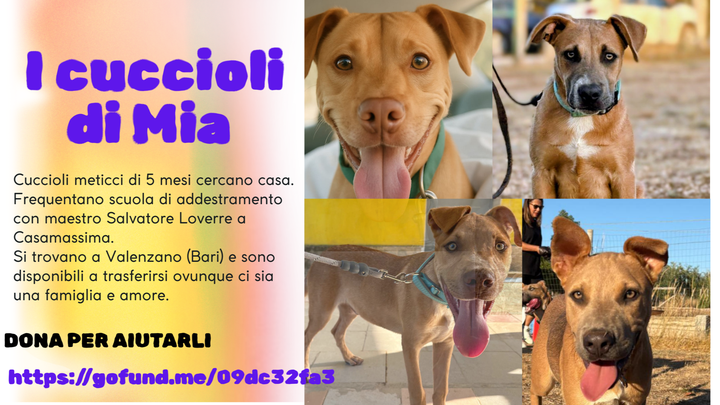 Aiutiamo mamma e i suoi cuccioli campaign photo, 1 of 8