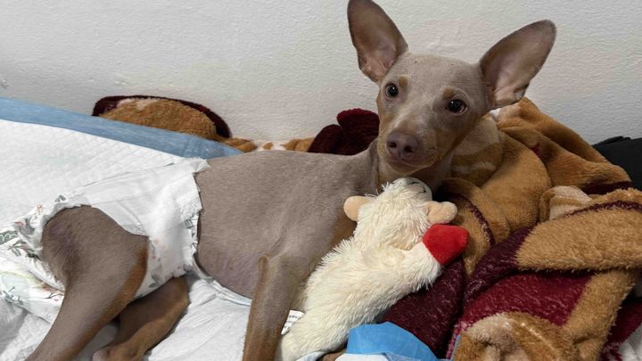 Get Enzo walking again! campaign photo, 1 of 7