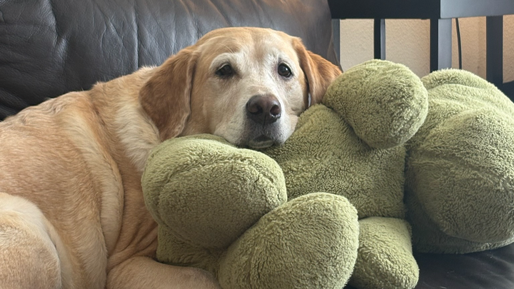 Every Paw Counts for Duchess campaign photo, 1 of 8
