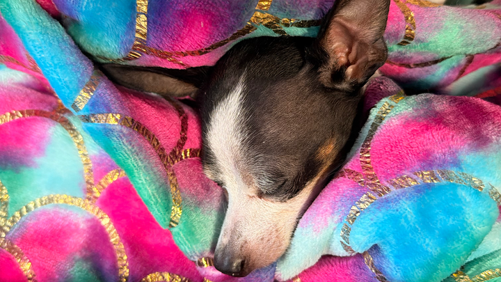 Help Domino Overcome Kidney Disease campaign photo, 1 of 7