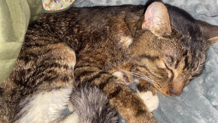 Help French Fry Heal: Support His Recovery campaign photo, 1 of 4