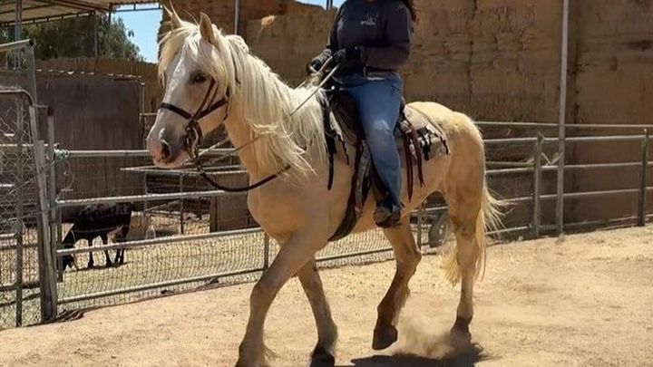S&D Horseback Riding : Fabio campaign photo, 1 of 6