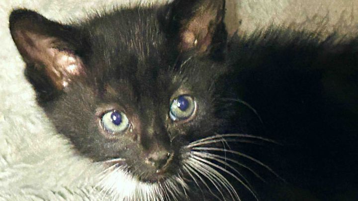Help feed hungry pets-animals for the holidays campaign photo, 1 of 7