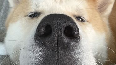 Balu