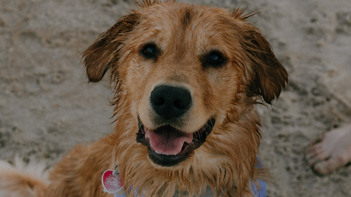 Help Moose get femoral head and neck surgery campaign photo, 1 of 7