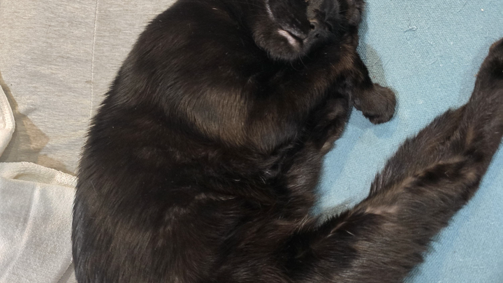 Donate to help pay for my cat jersey medical bills campaign photo, 1 of 4