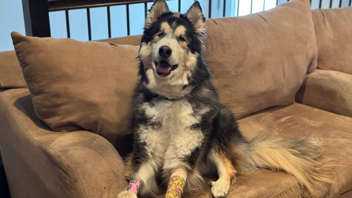 Help Vinny Stay Comfortable and Get Back on His Paws campaign photo, 1 of 8