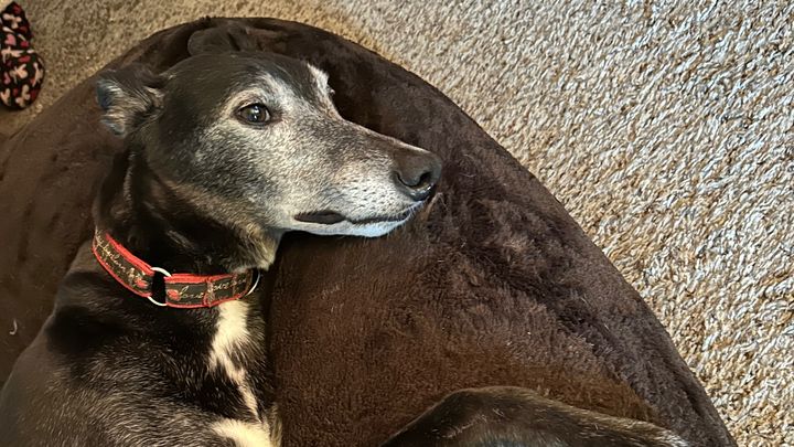 Fundraiser by Denise Gisvold McGrew : Hondo our Greyhound medical bills