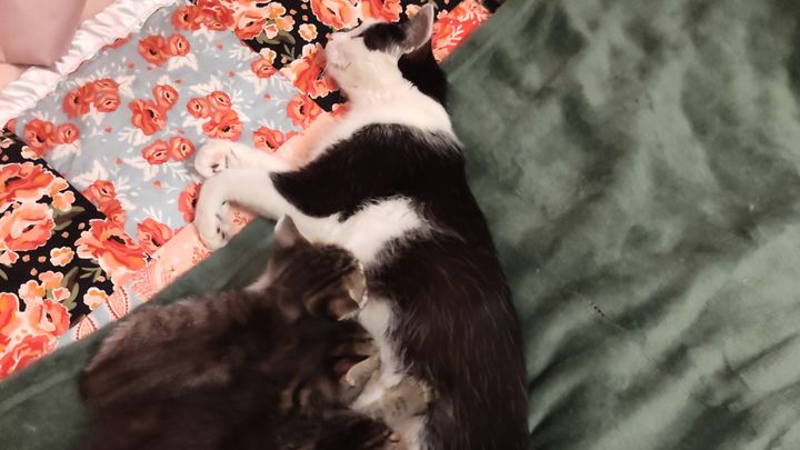 Help Pearl & Her Kittens Find Safe Homes campaign photo, 1 of 8